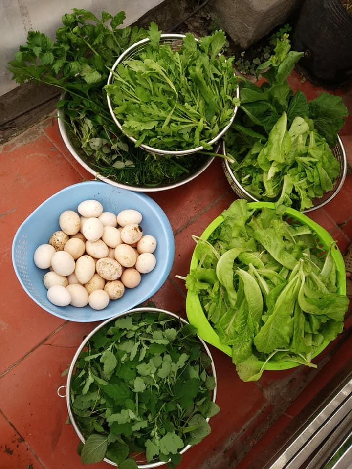 Sân thượng trồng rau xanh, nuôi gà sạch phục vụ bữa ăn hàng ngày của người phụ nữ đảm ở Hải Phòng san thuong trong rau xanh nuoi ga sach phuc vu bua an hang ngay cua nguoi phu nu dam o hai phong