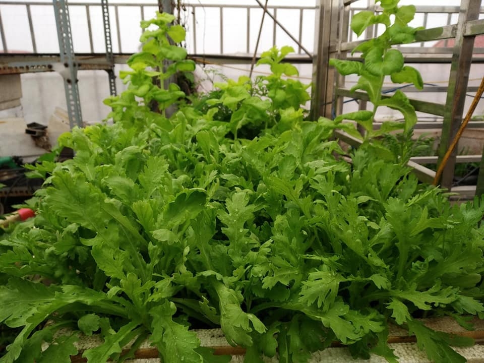 Sân thượng trồng rau xanh, nuôi gà sạch phục vụ bữa ăn hàng ngày của người phụ nữ đảm ở Hải Phòng san thuong trong rau xanh nuoi ga sach phuc vu bua an hang ngay cua nguoi phu nu dam o hai phong