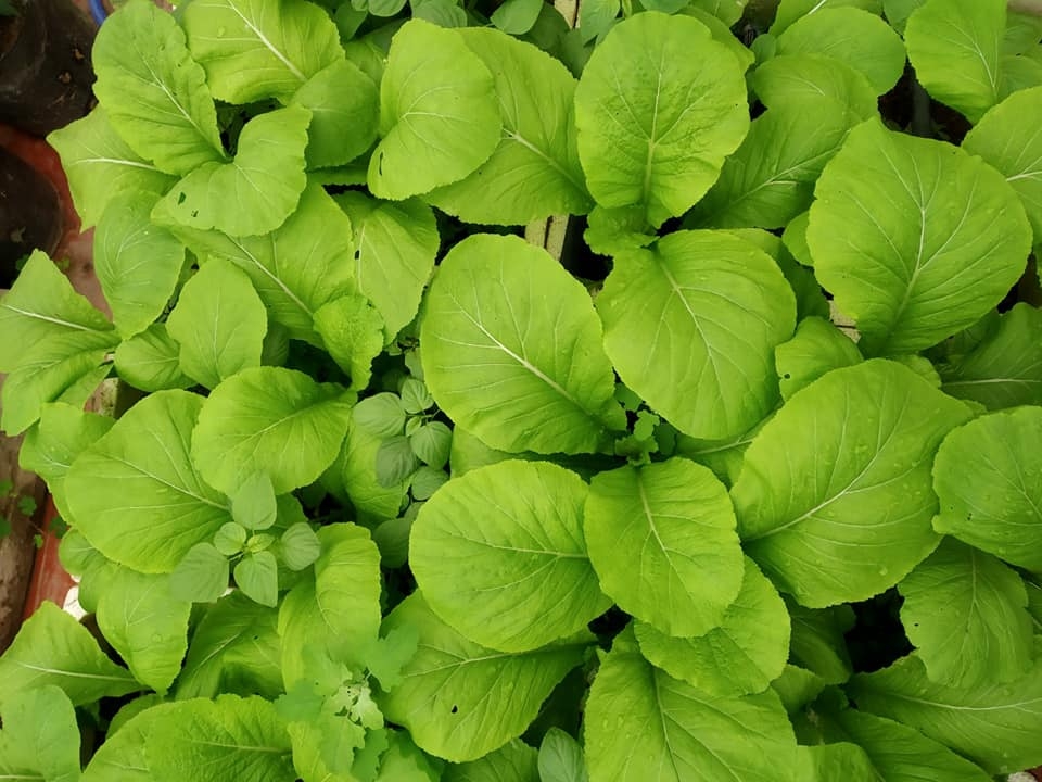 Sân thượng trồng rau xanh, nuôi gà sạch phục vụ bữa ăn hàng ngày của người phụ nữ đảm ở Hải Phòng san thuong trong rau xanh nuoi ga sach phuc vu bua an hang ngay cua nguoi phu nu dam o hai phong