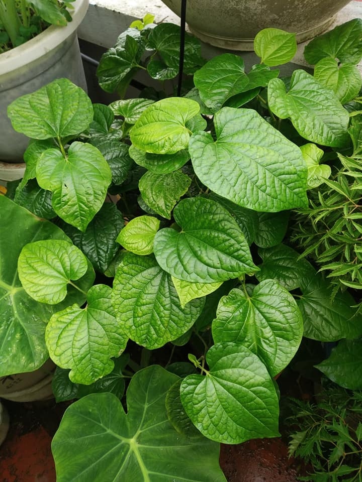 Sân thượng trồng rau xanh, nuôi gà sạch phục vụ bữa ăn hàng ngày của người phụ nữ đảm ở Hải Phòng san thuong trong rau xanh nuoi ga sach phuc vu bua an hang ngay cua nguoi phu nu dam o hai phong
