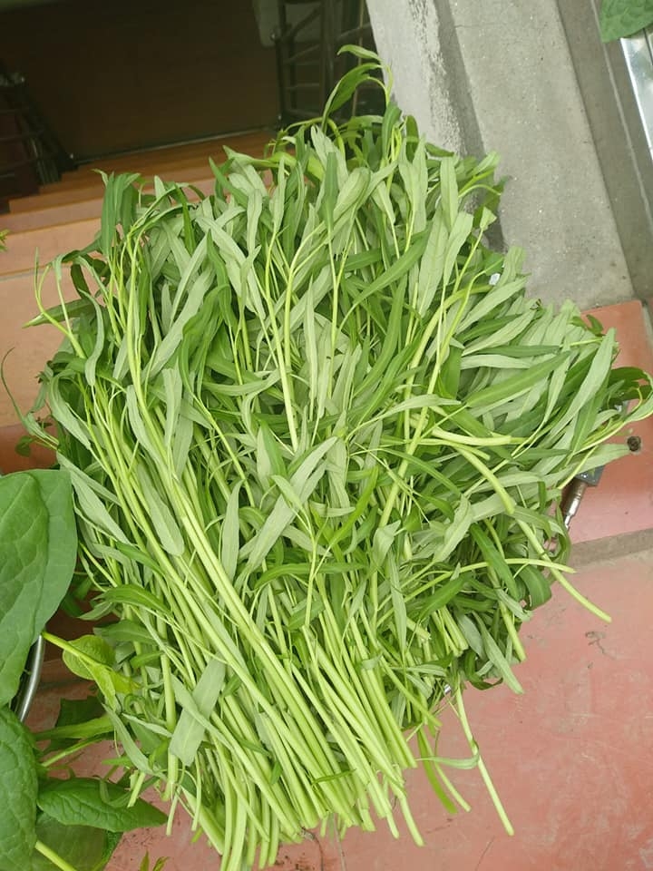 san thuong trong rau xanh nuoi ga sach phuc vu bua an hang ngay cua nguoi phu nu dam o hai phong
