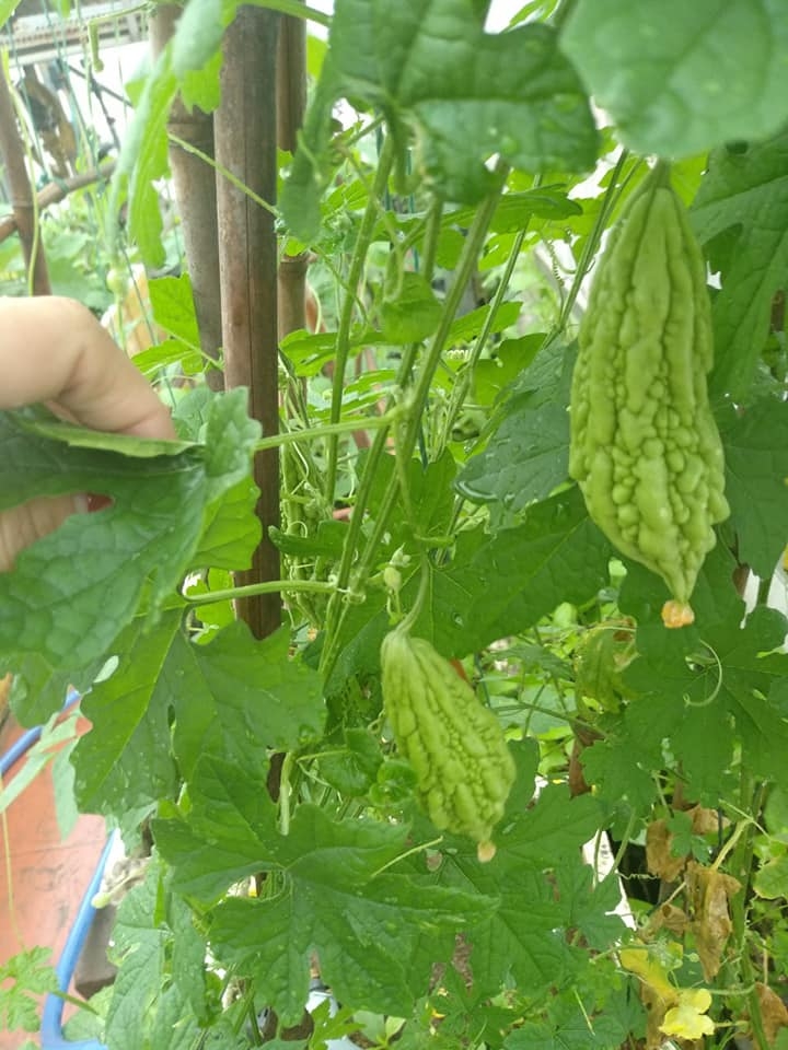 Sân thượng trồng rau xanh, nuôi gà sạch phục vụ bữa ăn hàng ngày của người phụ nữ đảm ở Hải Phòng san thuong trong rau xanh nuoi ga sach phuc vu bua an hang ngay cua nguoi phu nu dam o hai phong