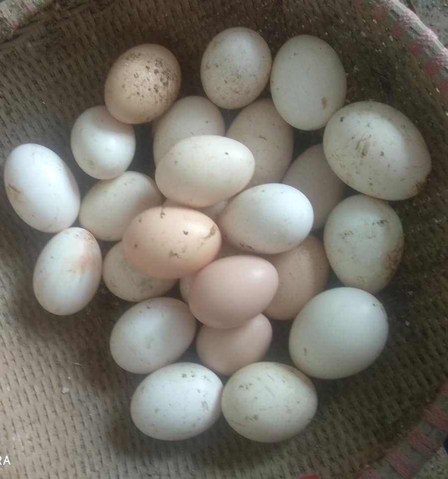 Sân thượng trồng rau xanh, nuôi gà sạch phục vụ bữa ăn hàng ngày của người phụ nữ đảm ở Hải Phòng san thuong trong rau xanh nuoi ga sach phuc vu bua an hang ngay cua nguoi phu nu dam o hai phong
