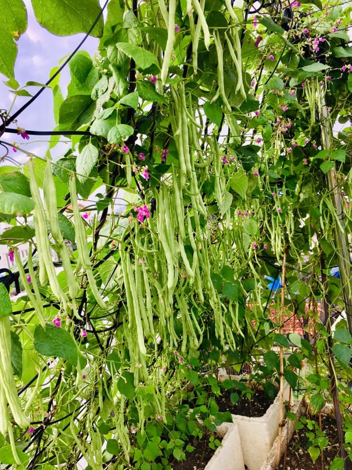Rau củ quả sai trĩu trên sân thượng 40m2 của bà mẹ ở Quảng Ninh rau cu qua sai triu tren san thuong 40m2 cua ba me o quang ninh