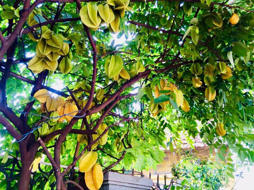Rau củ quả sai trĩu trên sân thượng 40m2 của bà mẹ ở Quảng Ninh rau cu qua sai triu tren san thuong 40m2 cua ba me o quang ninh
