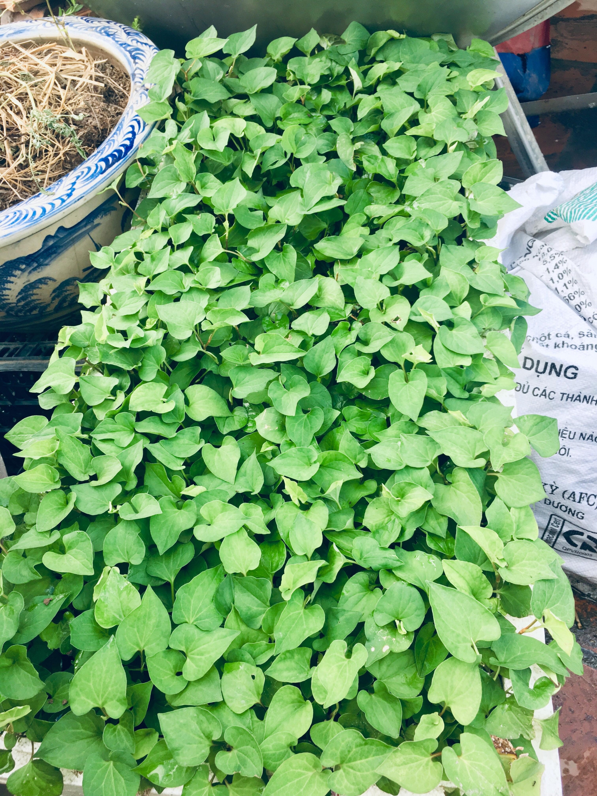 Rau củ quả sai trĩu trên sân thượng 40m2 của bà mẹ ở Quảng Ninh rau cu qua sai triu tren san thuong 40m2 cua ba me o quang ninh