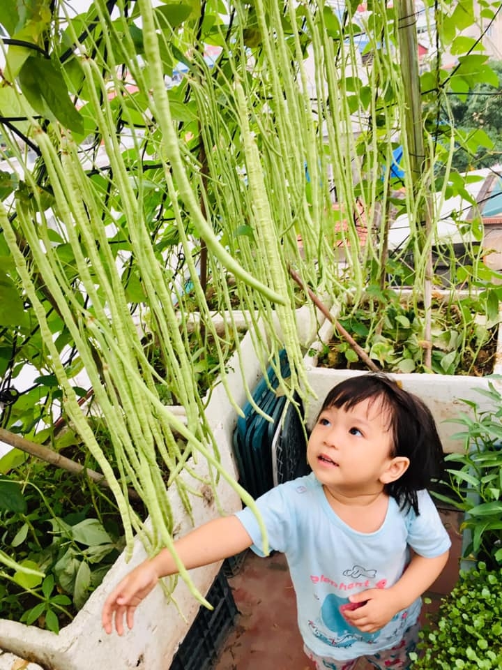 Rau củ quả sai trĩu trên sân thượng 40m2 của bà mẹ ở Quảng Ninh rau cu qua sai triu tren san thuong 40m2 cua ba me o quang ninh