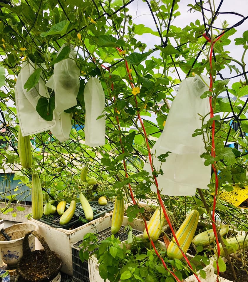 Rau củ quả sai trĩu trên sân thượng 40m2 của bà mẹ ở Quảng Ninh rau cu qua sai triu tren san thuong 40m2 cua ba me o quang ninh