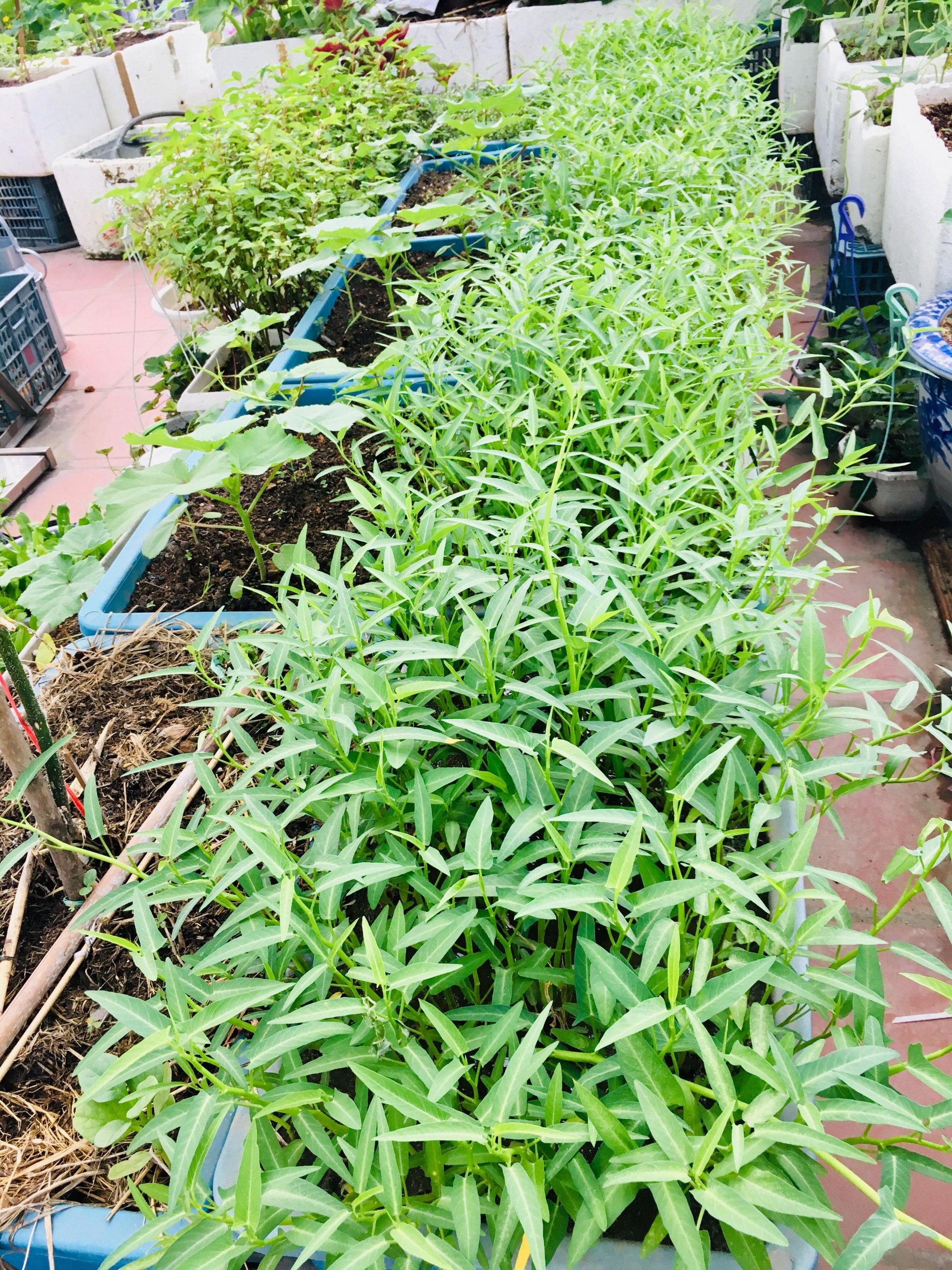 Rau củ quả sai trĩu trên sân thượng 40m2 của bà mẹ ở Quảng Ninh rau cu qua sai triu tren san thuong 40m2 cua ba me o quang ninh
