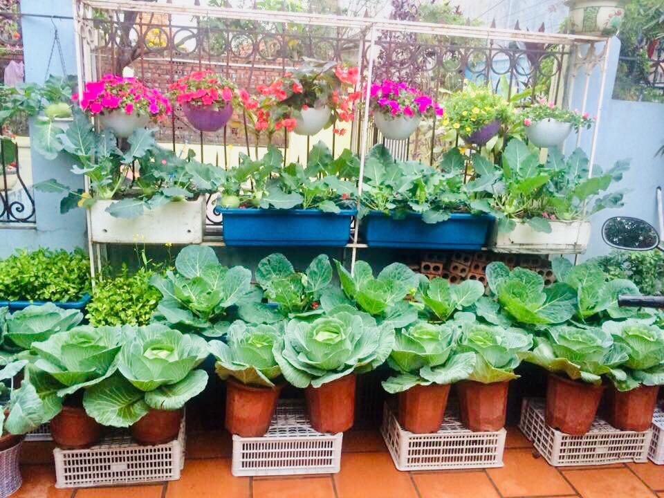 Rau củ quả sai trĩu trên sân thượng 40m2 của bà mẹ ở Quảng Ninh rau cu qua sai triu tren san thuong 40m2 cua ba me o quang ninh