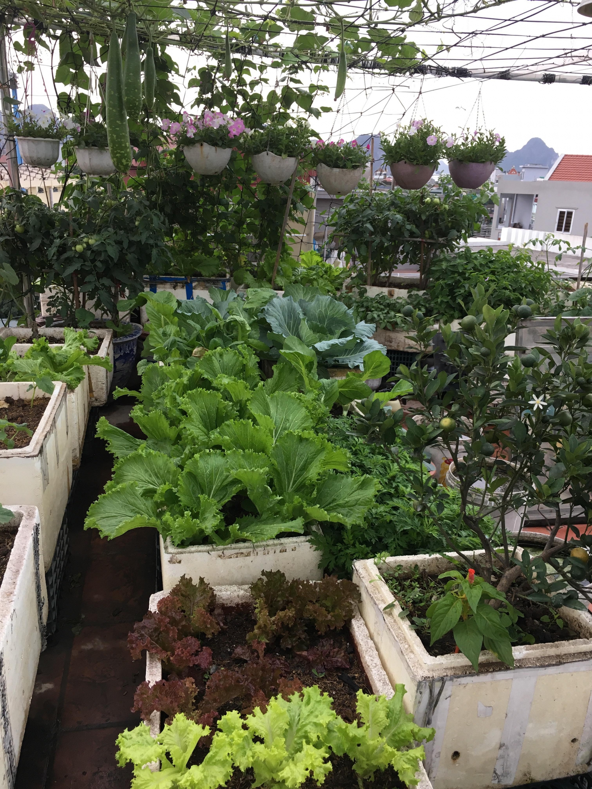 Rau củ quả sai trĩu trên sân thượng 40m2 của bà mẹ ở Quảng Ninh rau cu qua sai triu tren san thuong 40m2 cua ba me o quang ninh