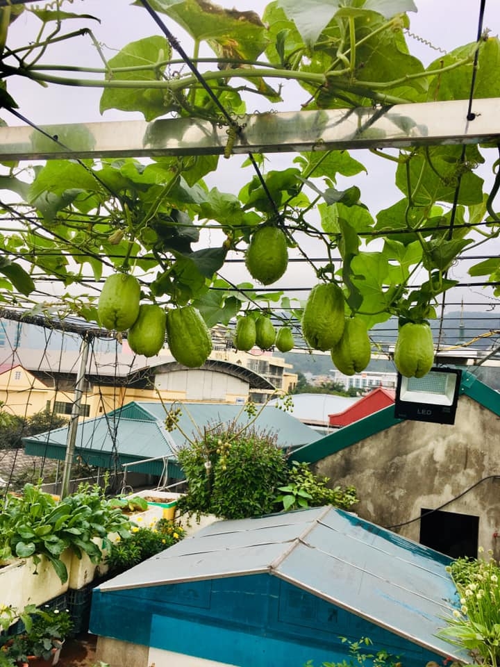 Rau củ quả sai trĩu trên sân thượng 40m2 của bà mẹ ở Quảng Ninh rau cu qua sai triu tren san thuong 40m2 cua ba me o quang ninh