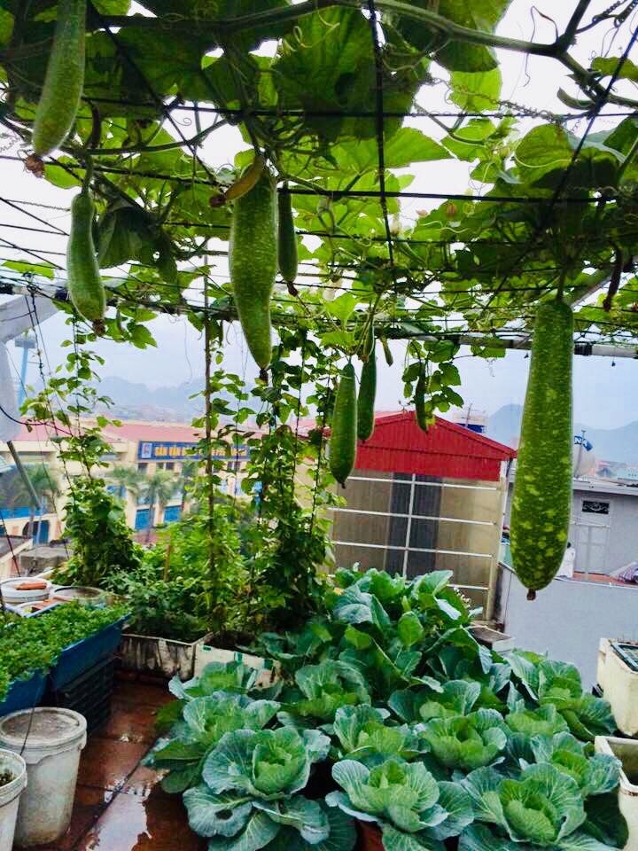 Rau củ quả sai trĩu trên sân thượng 40m2 của bà mẹ ở Quảng Ninh rau cu qua sai triu tren san thuong 40m2 cua ba me o quang ninh