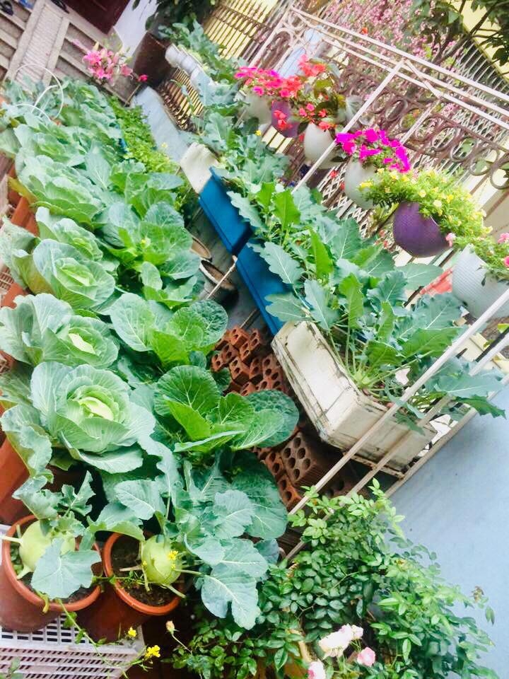 rau cu qua sai triu tren san thuong 40m2 cua ba me o quang ninh