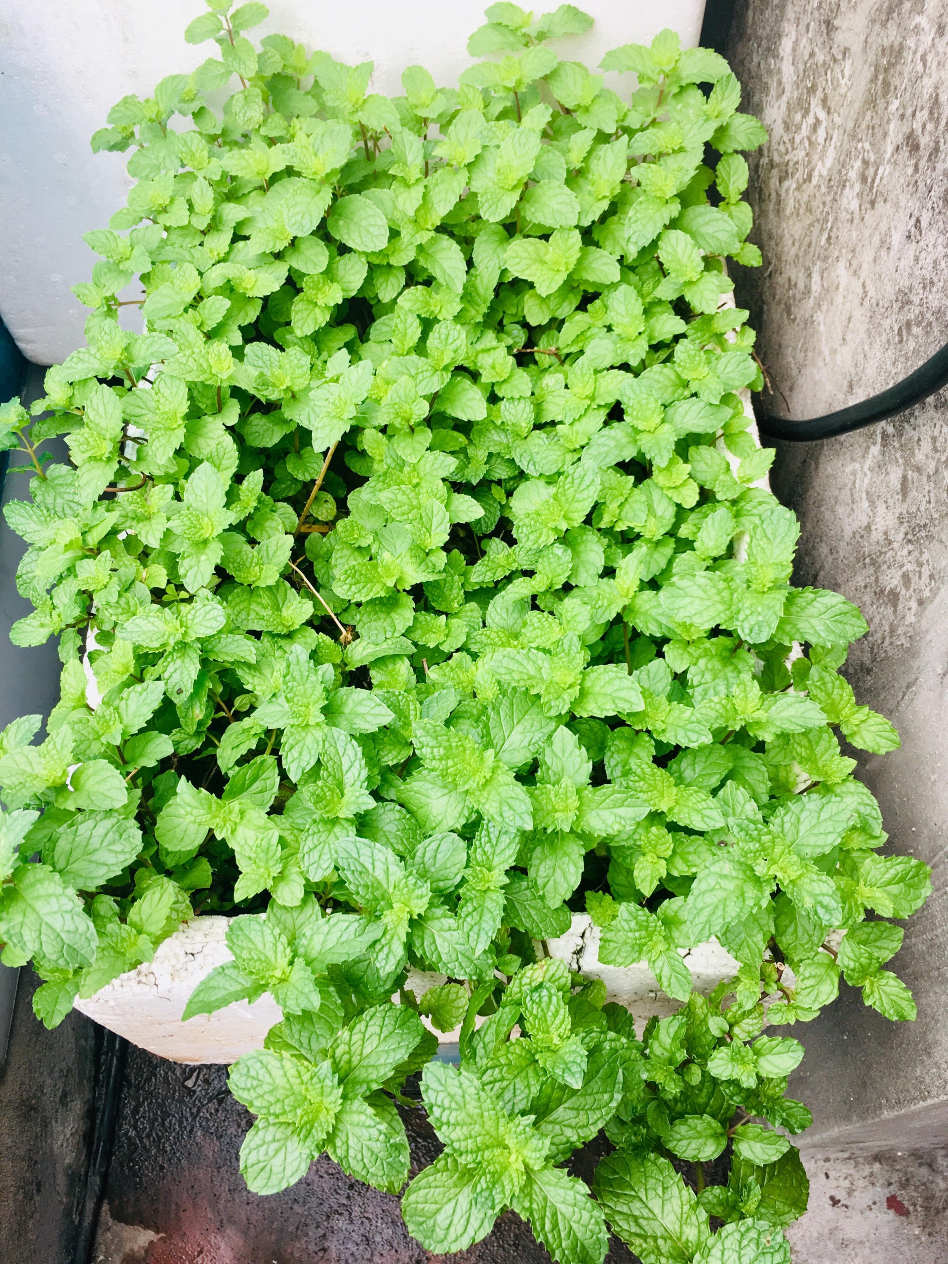 Rau củ quả sai trĩu trên sân thượng 40m2 của bà mẹ ở Quảng Ninh rau cu qua sai triu tren san thuong 40m2 cua ba me o quang ninh