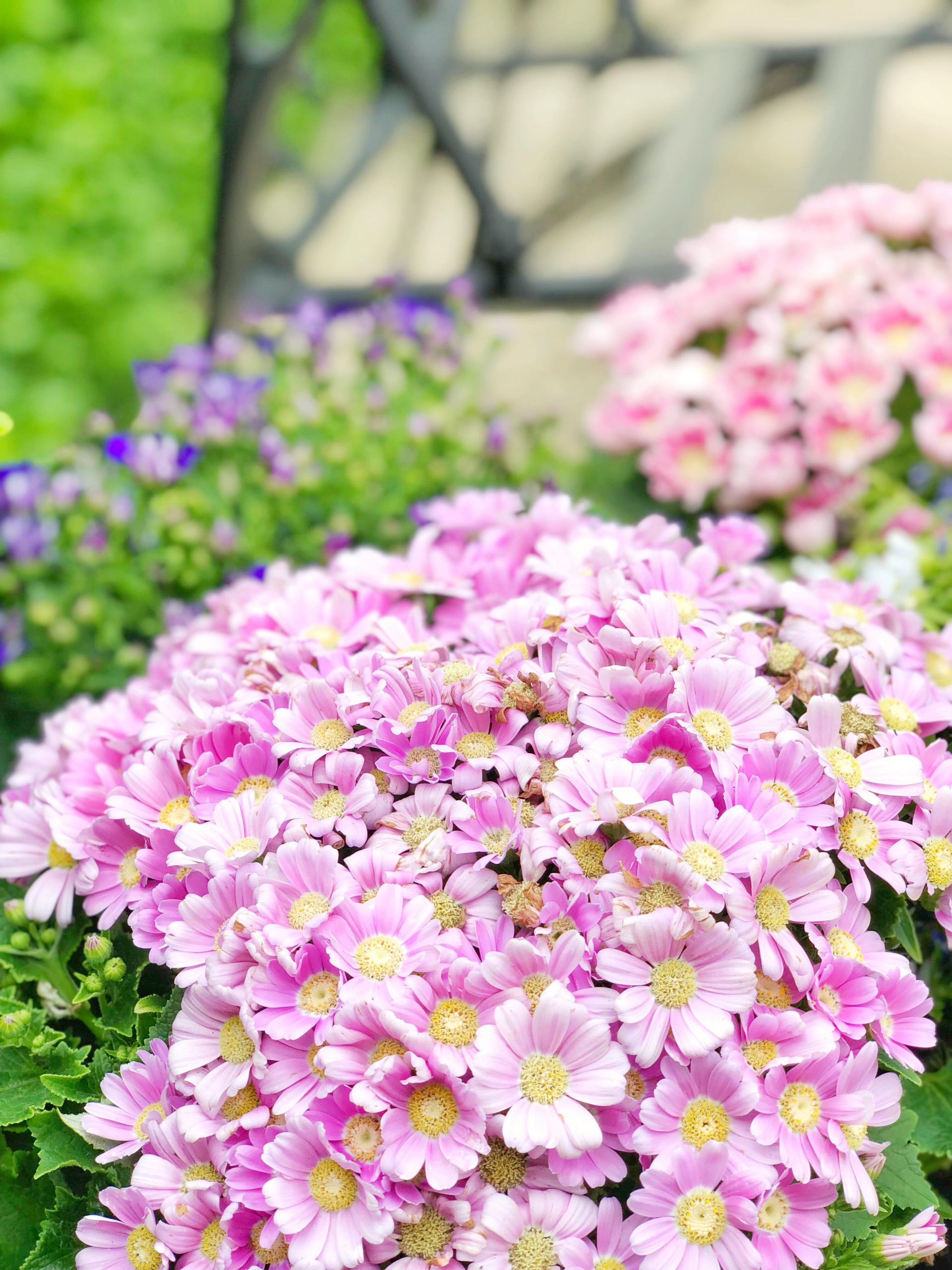 Người phụ nữ Việt ở Mỹ sống an yên trong ngôi nhà vườn có thảm hoa rực rỡ nguoi phu nu viet o my song an yen trong ngoi nha vuon cung tham hoa muon mau tua nhu xu so than tien