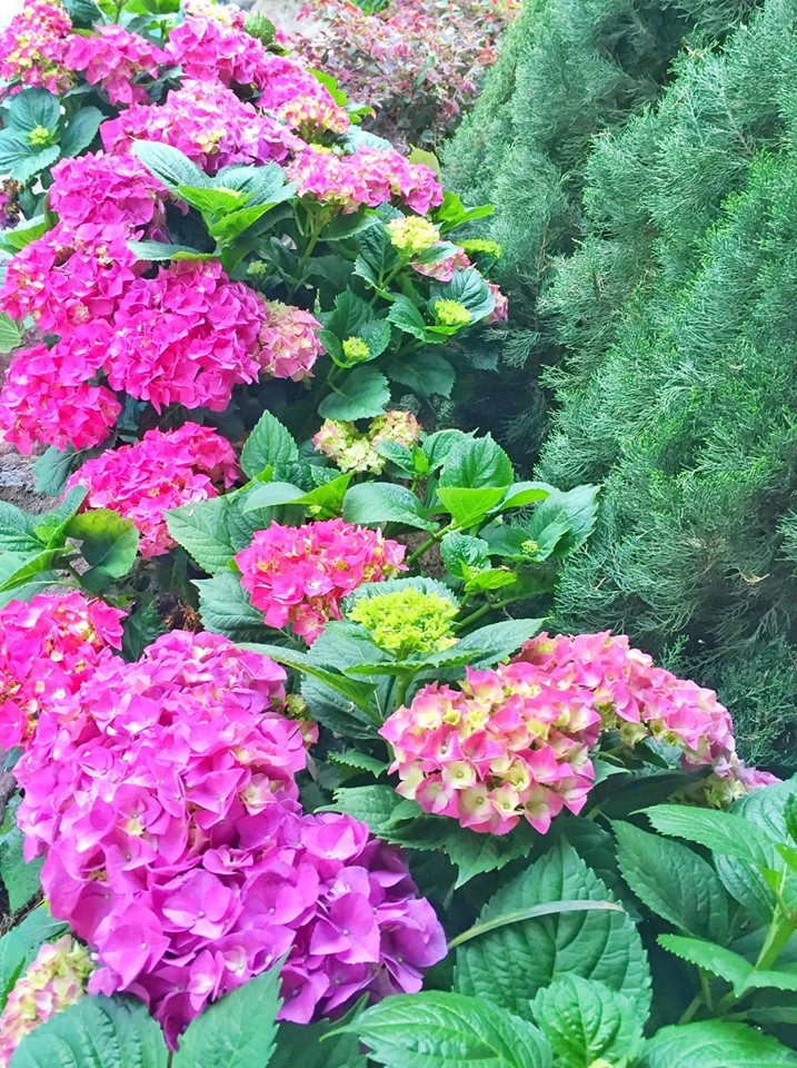 Người phụ nữ Việt ở Mỹ sống an yên trong ngôi nhà vườn có thảm hoa rực rỡ nguoi phu nu viet o my song an yen trong ngoi nha vuon cung tham hoa muon mau tua nhu xu so than tien