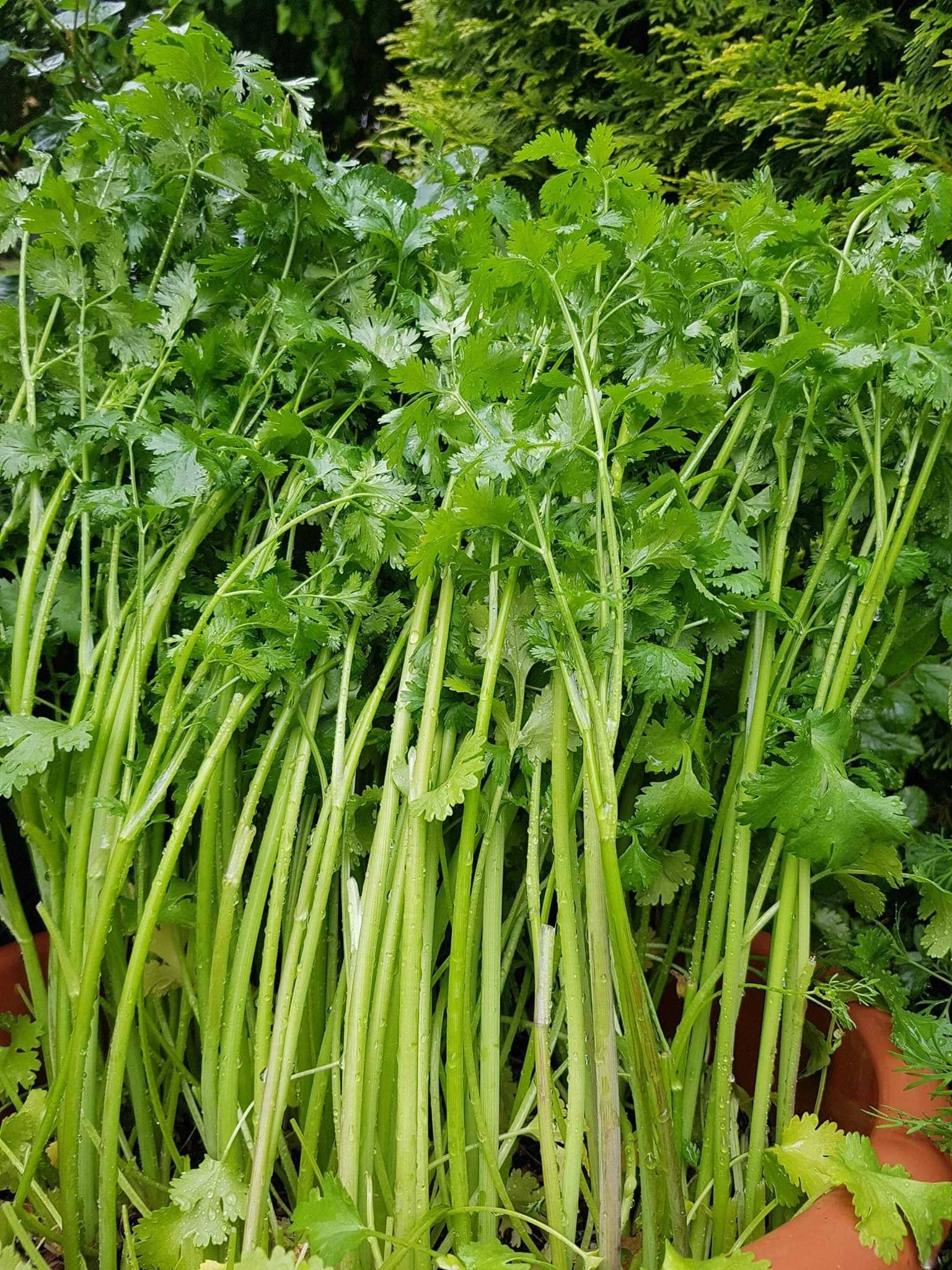 Khu vườn mê cung sắc màu, điểm tô bằng trăm loài hoa và rau quả sạch của người phụ nữ yêu thiên nhiên khu vuon me cung sac mau diem to bang tram loai hoa va rau qua sach cua nguoi phu nu yeu thien nhien