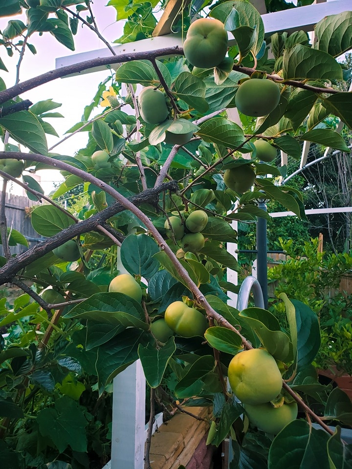 Khu vườn hạnh phúc của cặp vợ chồng có cùng niềm đam mê trồng đủ loại rau quả quanh nhà khu vuon hanh phuc cua cap vo chong co cung niem dam me trong du loai rau qua quanh nha