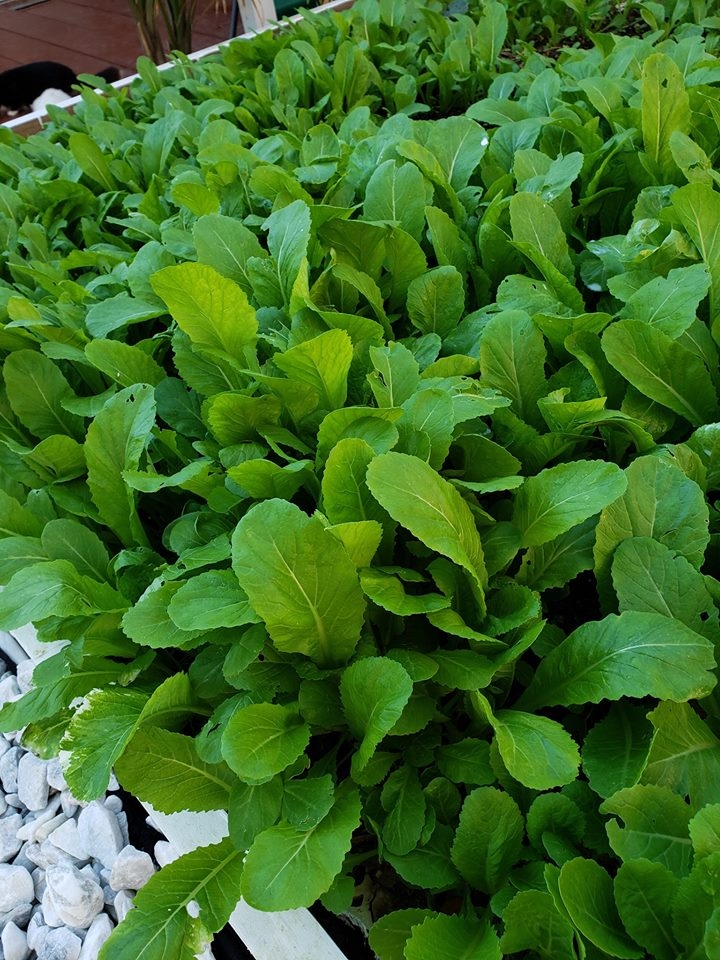 Khu vườn hạnh phúc của cặp vợ chồng có cùng niềm đam mê trồng đủ loại rau quả quanh nhà khu vuon hanh phuc cua cap vo chong co cung niem dam me trong du loai rau qua quanh nha