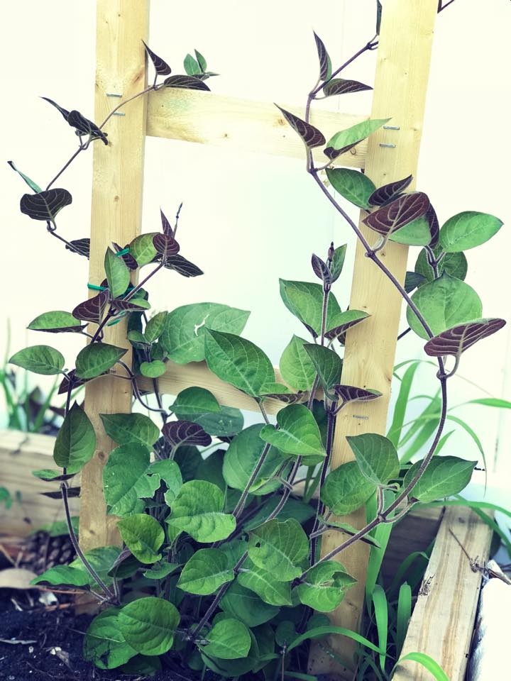 Khu vườn đậm chất quê hương của mẹ Việt ở Mỹ cho vơi bớt nỗi nhớ nhà khu vuon dam chat que huong cua me viet trong o my cho voi bot noi nho nha