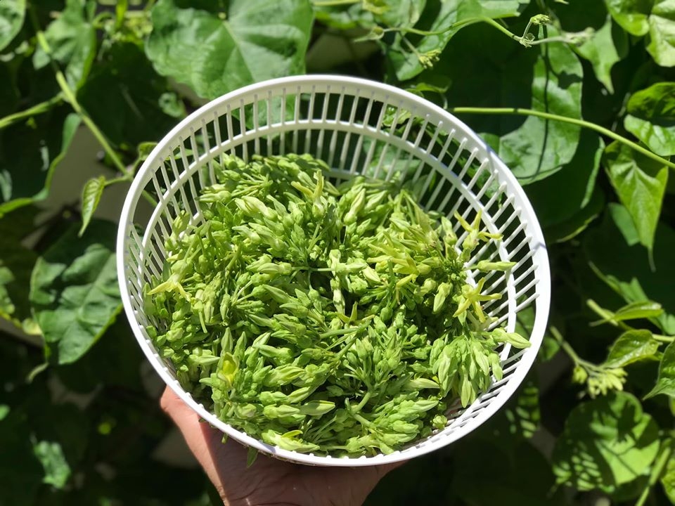 Khu vườn đậm chất quê hương của mẹ Việt ở Mỹ cho vơi bớt nỗi nhớ nhà khu vuon dam chat que huong cua me viet trong o my cho voi bot noi nho nha
