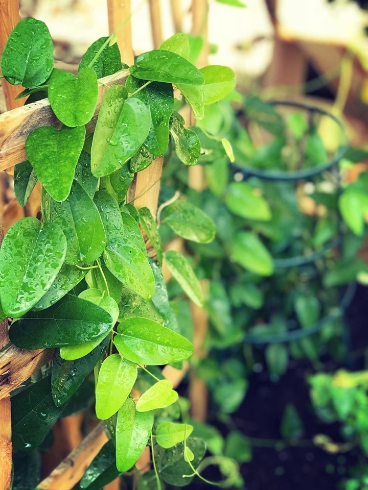 Khu vườn đậm chất quê hương của mẹ Việt ở Mỹ cho vơi bớt nỗi nhớ nhà khu vuon dam chat que huong cua me viet trong o my cho voi bot noi nho nha
