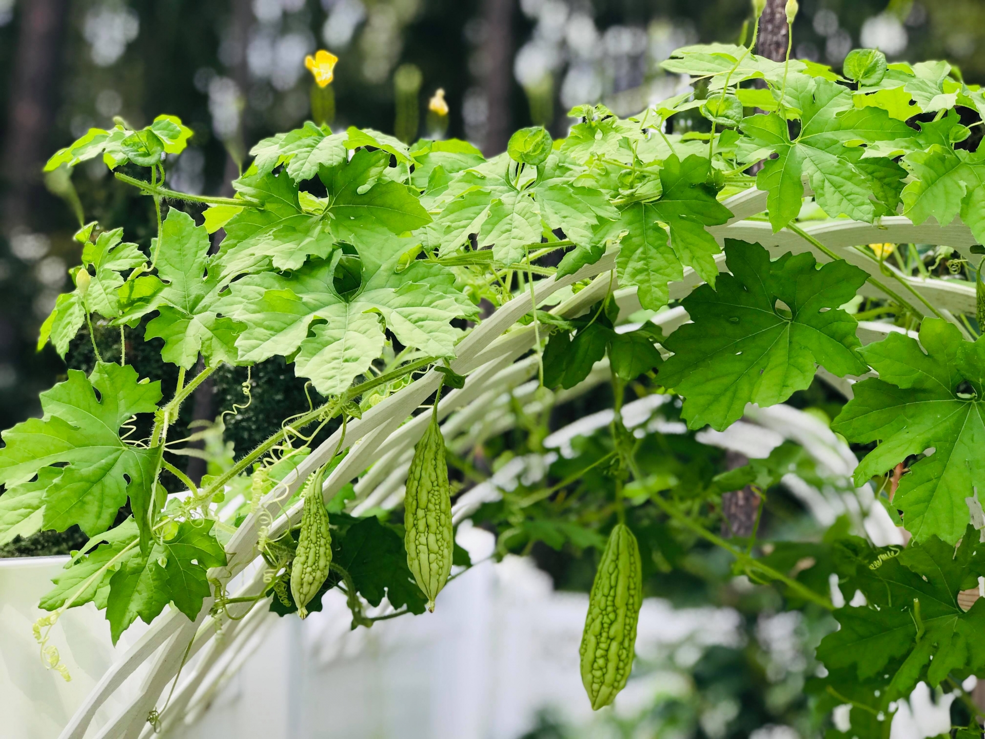 Khu vườn đậm chất quê hương của mẹ Việt ở Mỹ cho vơi bớt nỗi nhớ nhà khu vuon dam chat que huong cua me viet trong o my cho voi bot noi nho nha