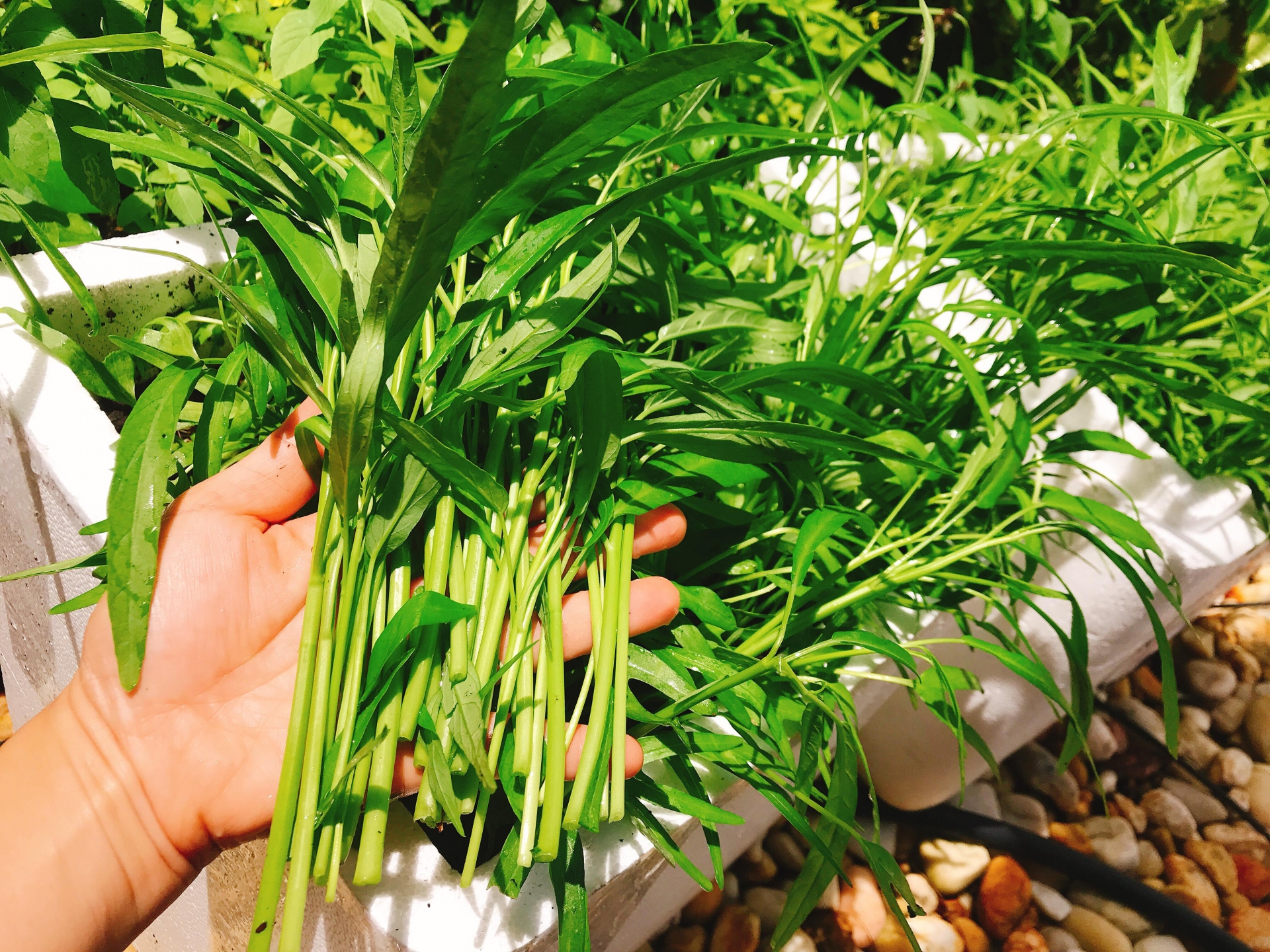 Khu vườn đậm chất quê hương của mẹ Việt ở Mỹ cho vơi bớt nỗi nhớ nhà khu vuon dam chat que huong cua me viet trong o my cho voi bot noi nho nha