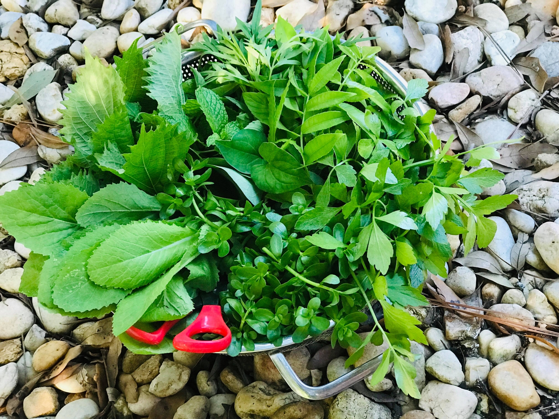 Khu vườn đậm chất quê hương của mẹ Việt ở Mỹ cho vơi bớt nỗi nhớ nhà khu vuon dam chat que huong cua me viet trong o my cho voi bot noi nho nha