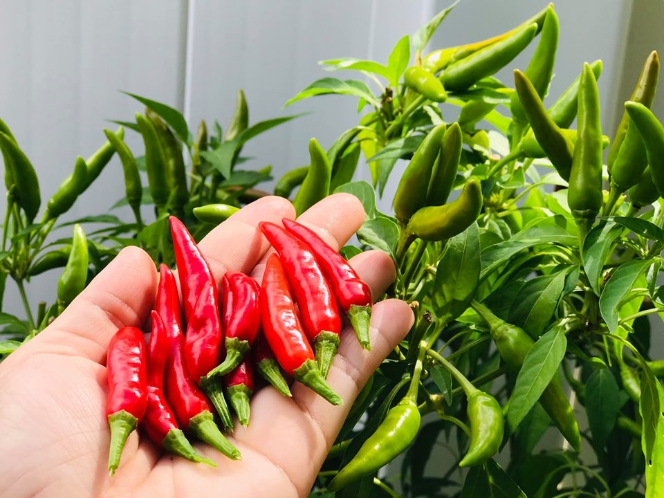 Khu vườn đậm chất quê hương của mẹ Việt ở Mỹ cho vơi bớt nỗi nhớ nhà khu vuon dam chat que huong cua me viet trong o my cho voi bot noi nho nha