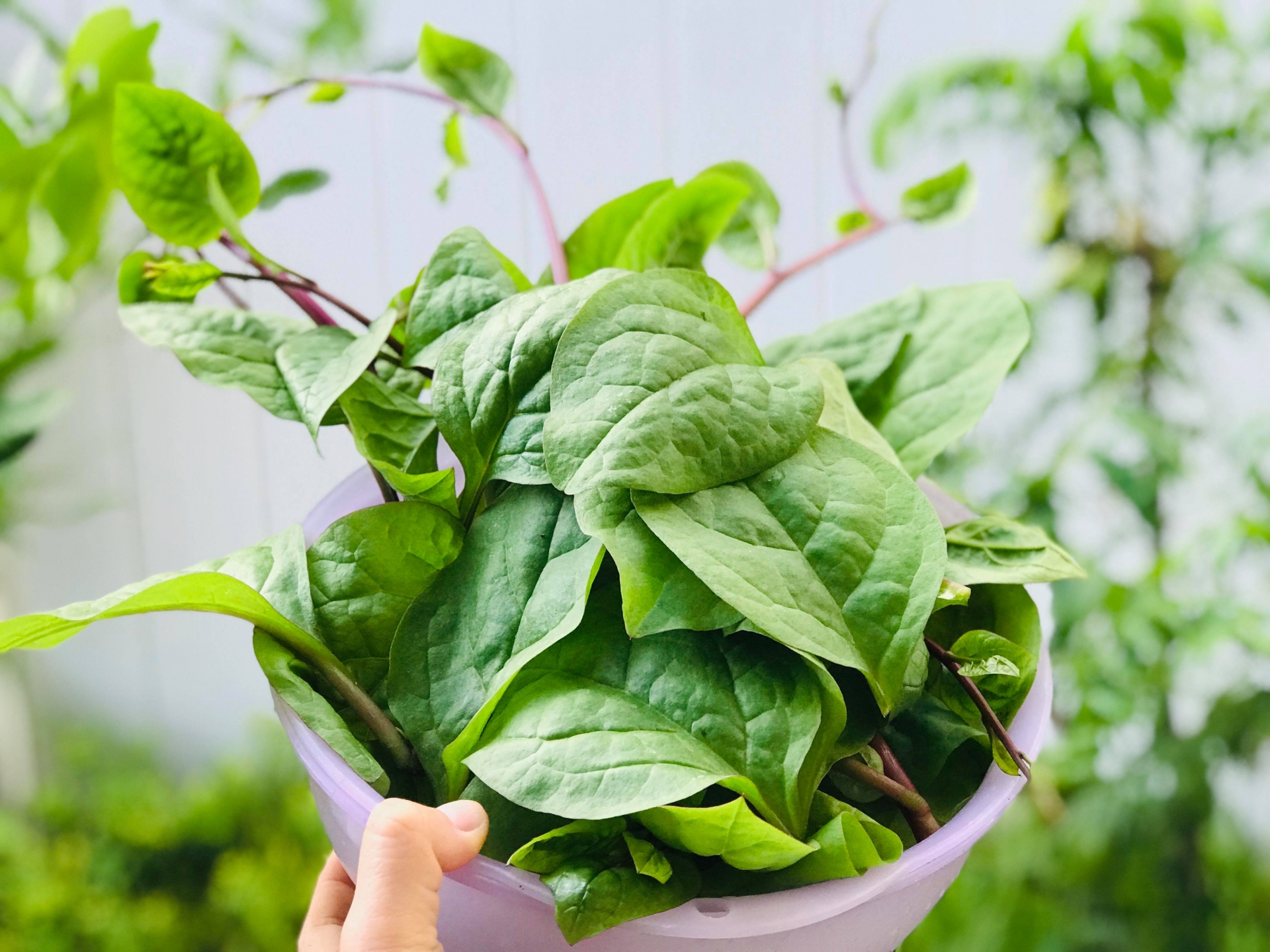 Khu vườn đậm chất quê hương của mẹ Việt ở Mỹ cho vơi bớt nỗi nhớ nhà khu vuon dam chat que huong cua me viet trong o my cho voi bot noi nho nha