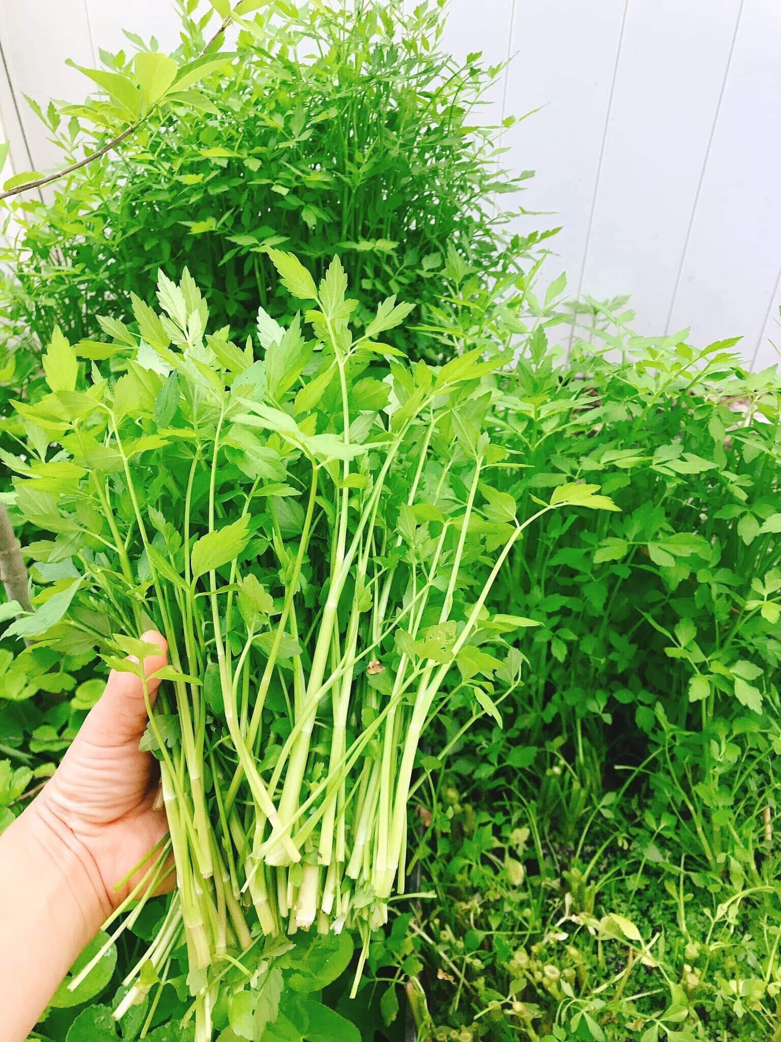 Khu vườn đậm chất quê hương của mẹ Việt ở Mỹ cho vơi bớt nỗi nhớ nhà khu vuon dam chat que huong cua me viet trong o my cho voi bot noi nho nha