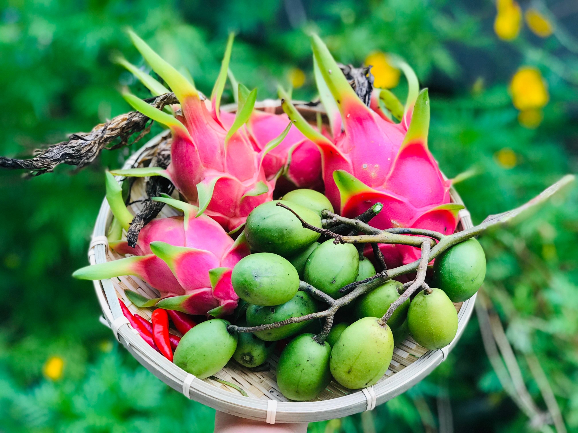 Khu vườn đậm chất quê hương của mẹ Việt ở Mỹ cho vơi bớt nỗi nhớ nhà khu vuon dam chat que huong cua me viet trong o my cho voi bot noi nho nha