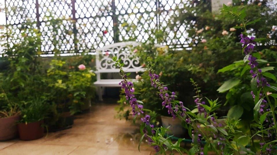 san thuong trong hon 400 giong hong cay nao cung no hoa ruc ro o binh duong