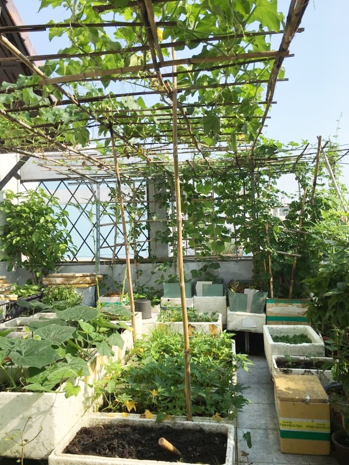 cuoc song thanh thoi cua nguoi phu nu sai thanh yeu thich trong du loai rau qua tren san thuong 20m2
