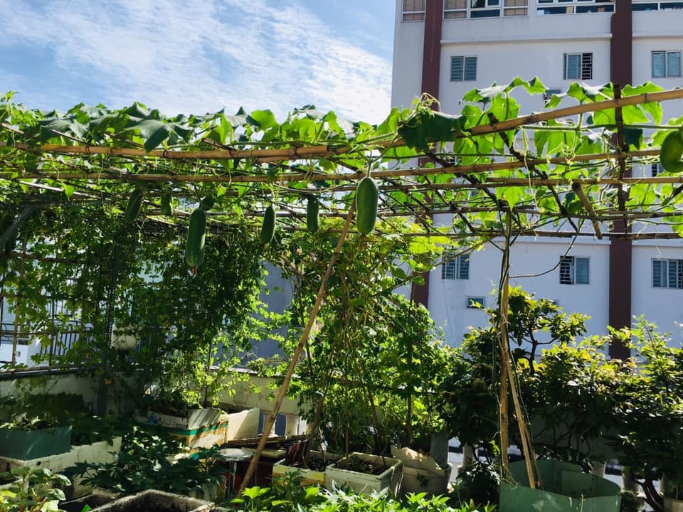 Cuộc sống thảnh thơi của người phụ nữ Sài Thành trồng đủ loại rau quả trên sân thượng 20m2 cuoc song thanh thoi cua nguoi phu nu sai thanh yeu thich trong du loai rau qua tren san thuong 20m2