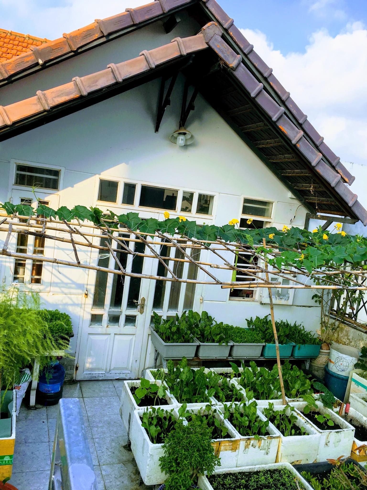 Cuộc sống thảnh thơi của người phụ nữ Sài Thành trồng đủ loại rau quả trên sân thượng 20m2 cuoc song thanh thoi cua nguoi phu nu sai thanh yeu thich trong du loai rau qua tren san thuong 20m2