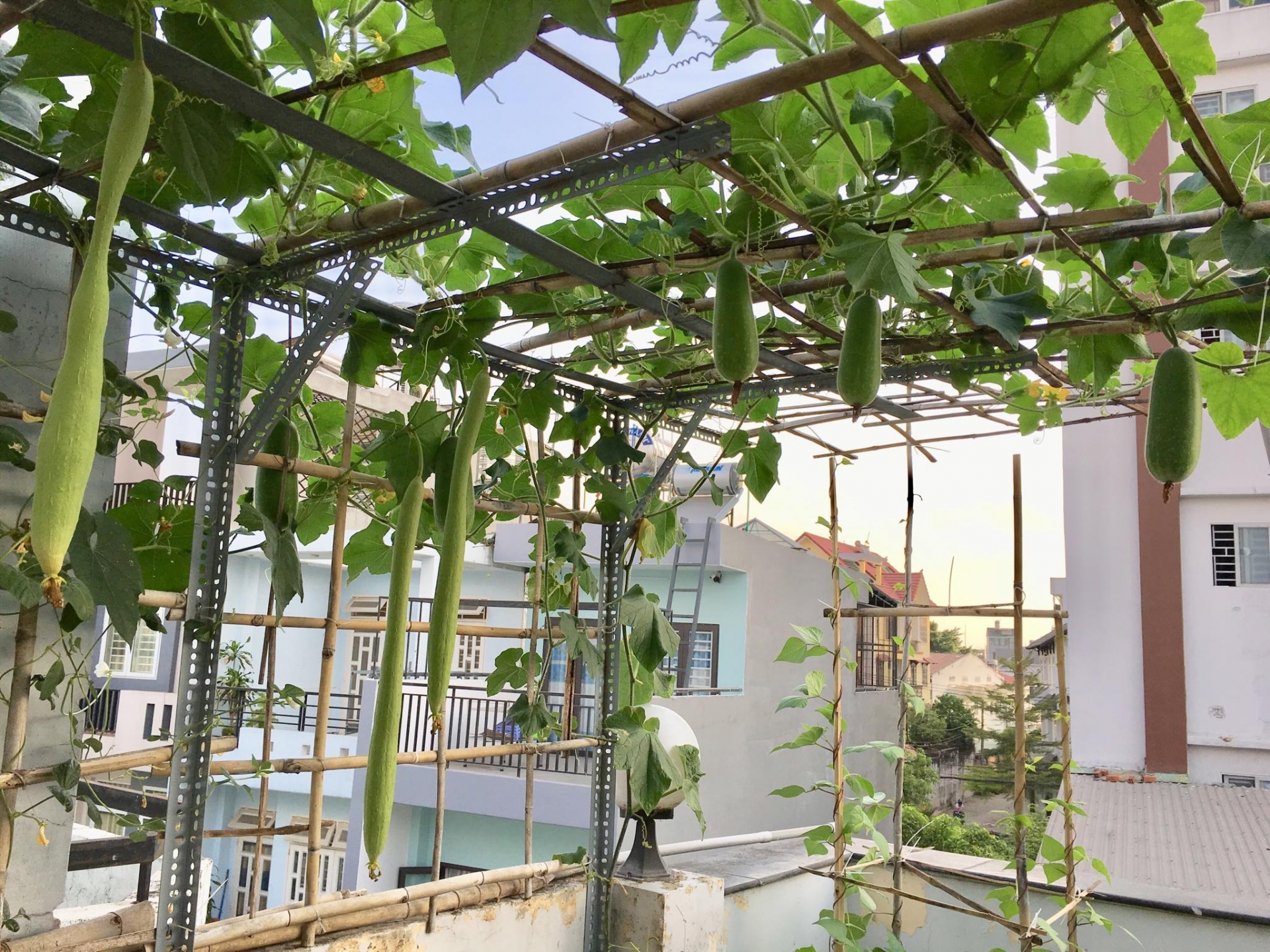 cuoc song thanh thoi cua nguoi phu nu sai thanh yeu thich trong du loai rau qua tren san thuong 20m2