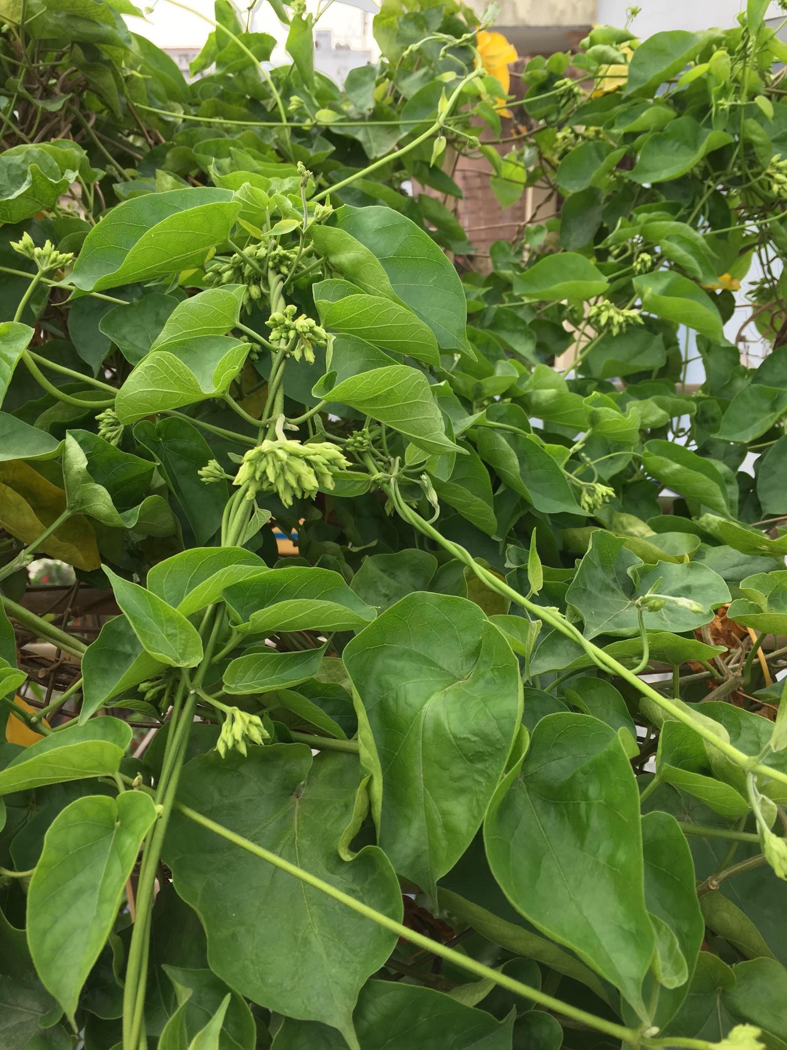 Cuộc sống thảnh thơi của người phụ nữ Sài Thành trồng đủ loại rau quả trên sân thượng 20m2 cuoc song thanh thoi cua nguoi phu nu sai thanh yeu thich trong du loai rau qua tren san thuong 20m2