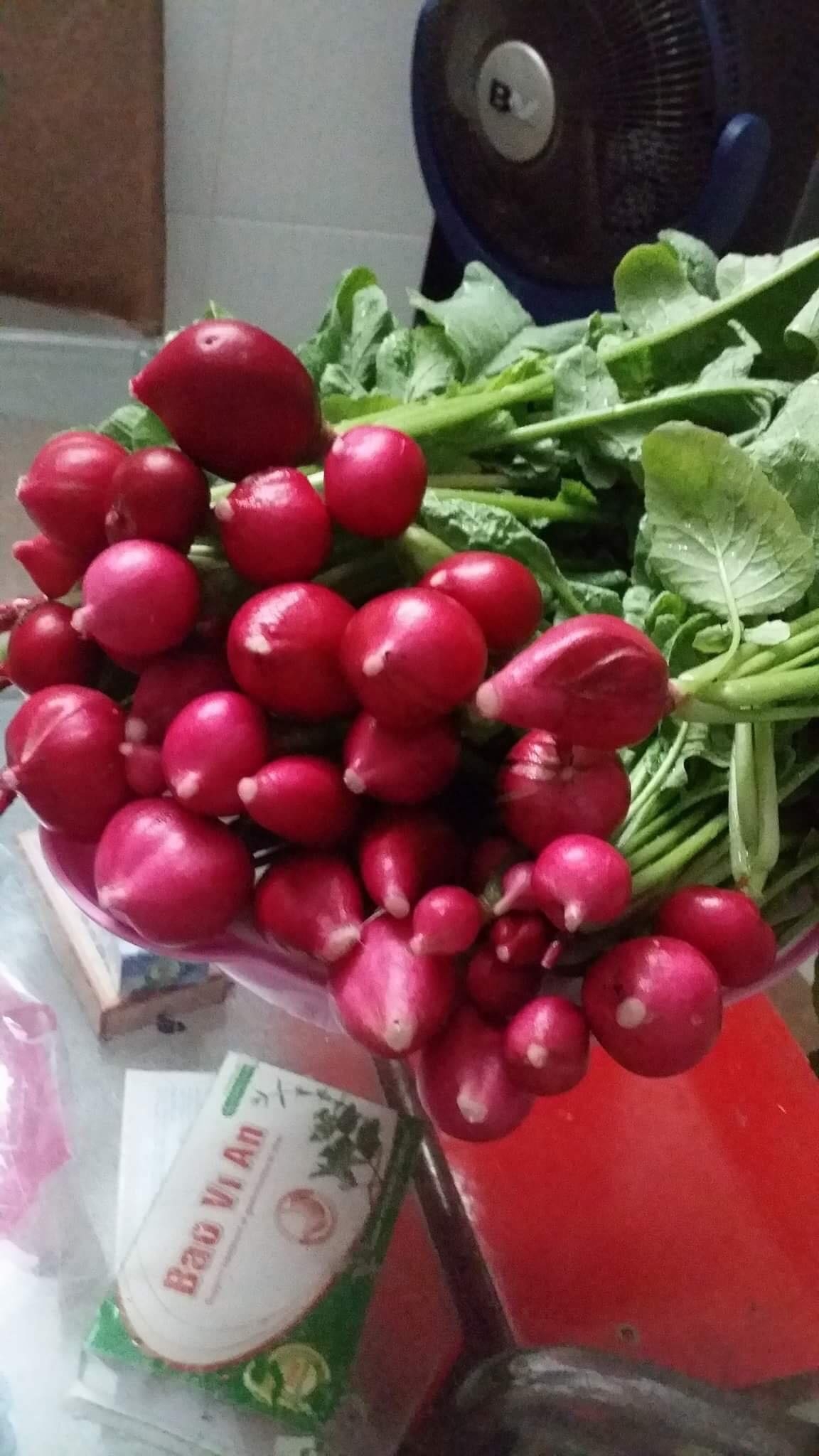 Cuộc sống thảnh thơi của người phụ nữ Sài Thành trồng đủ loại rau quả trên sân thượng 20m2 cuoc song thanh thoi cua nguoi phu nu sai thanh yeu thich trong du loai rau qua tren san thuong 20m2