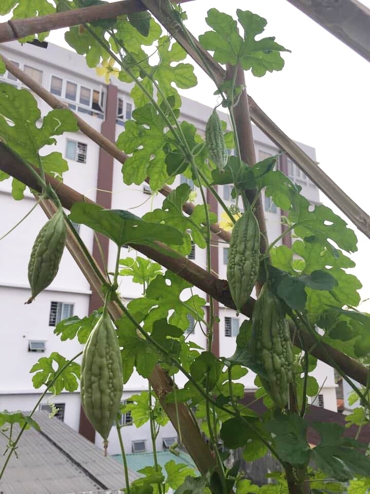 Cuộc sống thảnh thơi của người phụ nữ Sài Thành trồng đủ loại rau quả trên sân thượng 20m2 cuoc song thanh thoi cua nguoi phu nu sai thanh yeu thich trong du loai rau qua tren san thuong 20m2