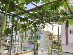Cuộc sống thảnh thơi của người phụ nữ Sài Thành trồng đủ loại rau quả trên sân thượng 20m2