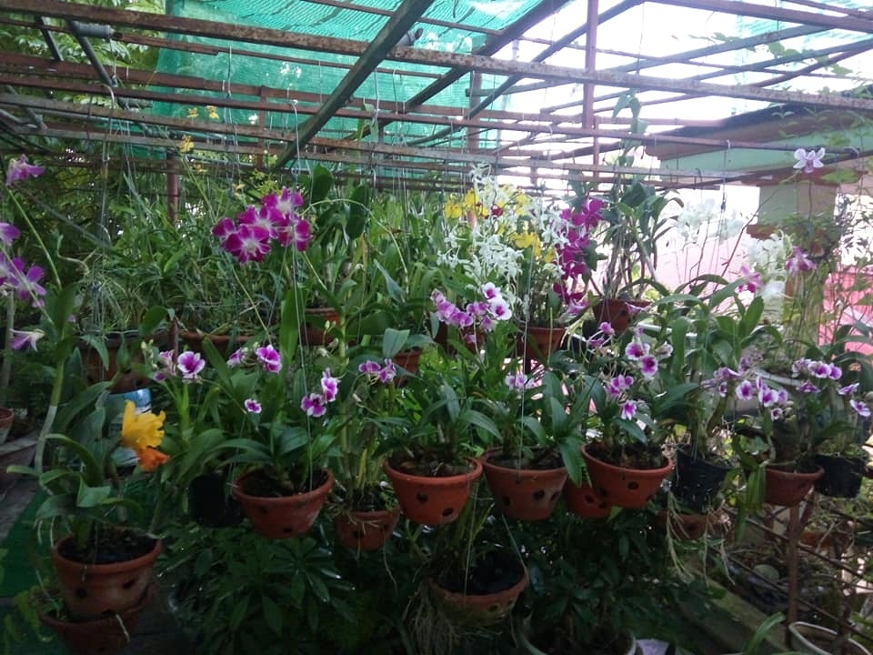 Sân thượng 80m2 trồng đủ loại rau xanh quả sạch theo phương pháp hữu cơ san thuong 80m2 trong du loai rau xanh qua sach nho bi quyet cham soc va cai tao dat theo phuong phap huu co 87827