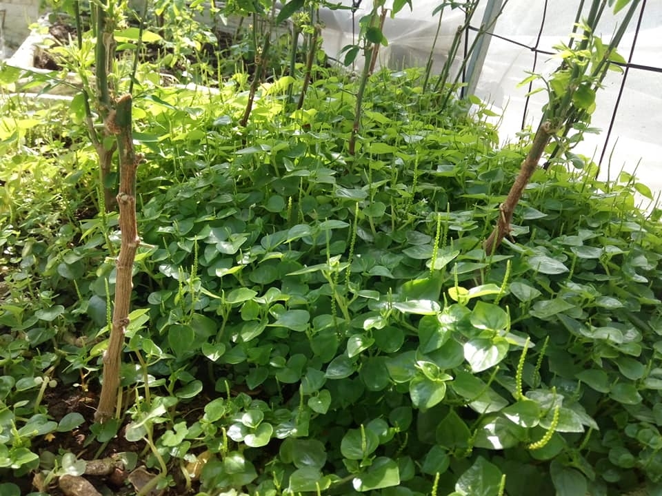 san thuong 80m2 trong du loai rau xanh qua sach nho bi quyet cham soc va cai tao dat theo phuong phap huu co 87827