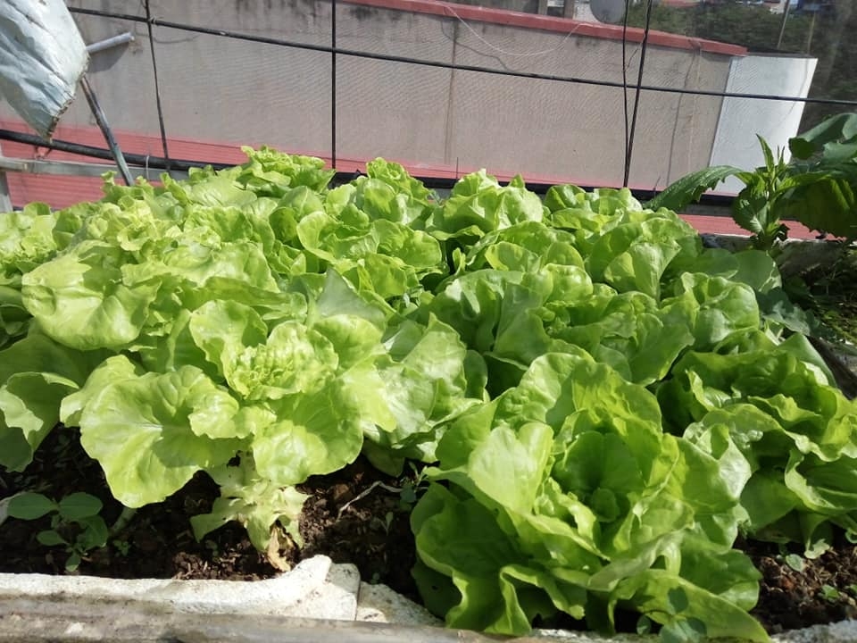 Sân thượng 80m2 trồng đủ loại rau xanh quả sạch theo phương pháp hữu cơ san thuong 80m2 trong du loai rau xanh qua sach nho bi quyet cham soc va cai tao dat theo phuong phap huu co 87827