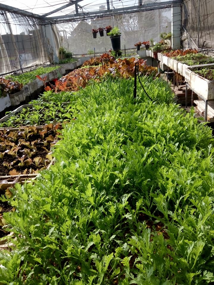 Sân thượng 80m2 trồng đủ loại rau xanh quả sạch theo phương pháp hữu cơ san thuong 80m2 trong du loai rau xanh qua sach nho bi quyet cham soc va cai tao dat theo phuong phap huu co 87827