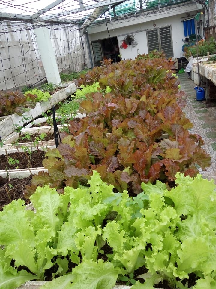 Sân thượng 80m2 trồng đủ loại rau xanh quả sạch theo phương pháp hữu cơ san thuong 80m2 trong du loai rau xanh qua sach nho bi quyet cham soc va cai tao dat theo phuong phap huu co 87827