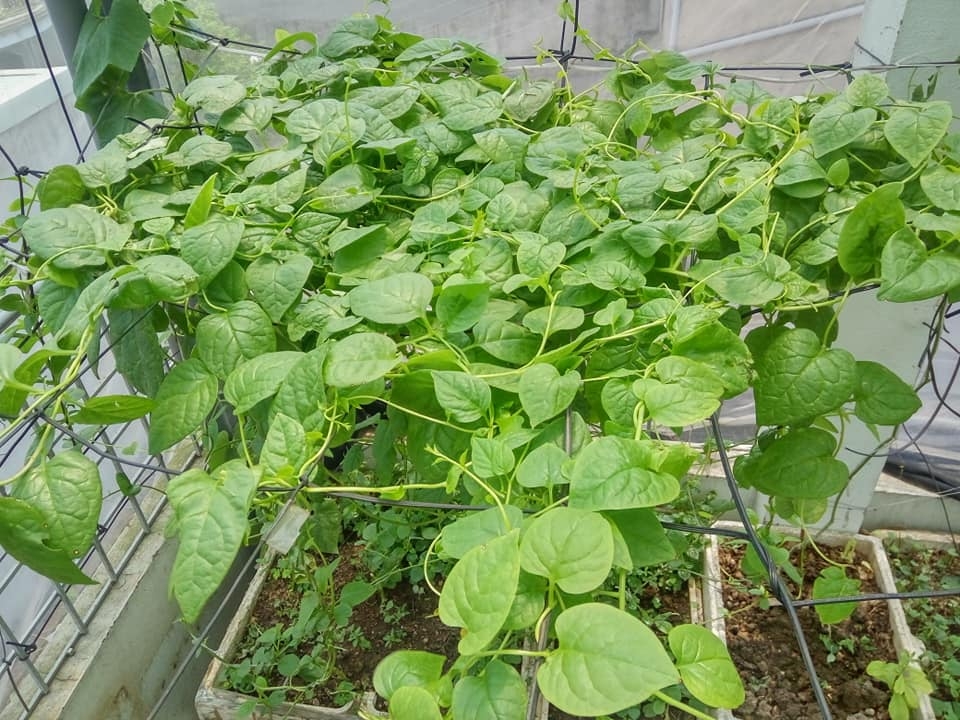 Sân thượng 80m2 trồng đủ loại rau xanh quả sạch theo phương pháp hữu cơ san thuong 80m2 trong du loai rau xanh qua sach nho bi quyet cham soc va cai tao dat theo phuong phap huu co 87827