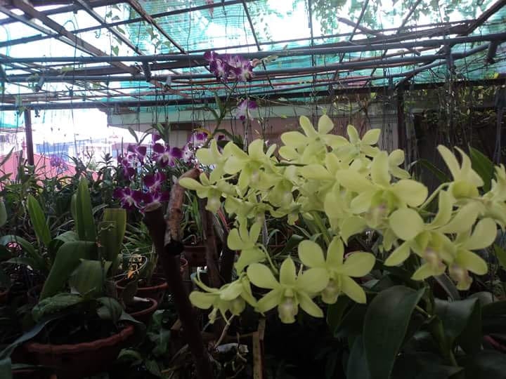 Sân thượng 80m2 trồng đủ loại rau xanh quả sạch theo phương pháp hữu cơ san thuong 80m2 trong du loai rau xanh qua sach nho bi quyet cham soc va cai tao dat theo phuong phap huu co 87827